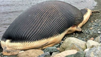 Il gioco della Balena Blu, che spinge i ragazzi a farsi del male