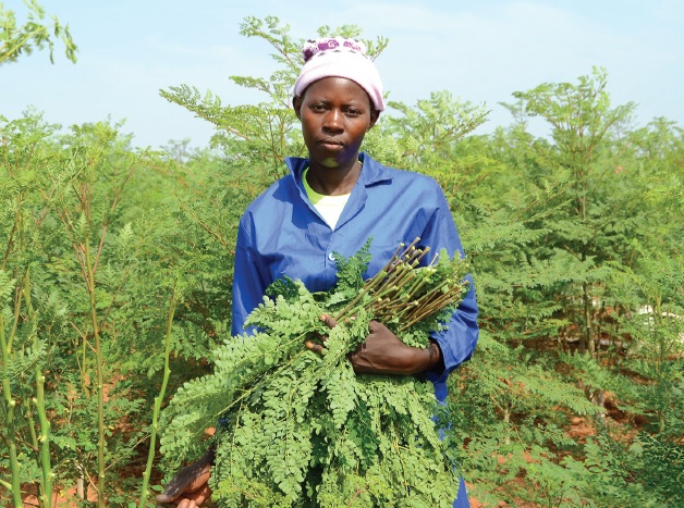 Albero della vita, la Moringa