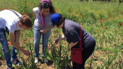 Agricoltura sociale. Una risposta concreta all'emergenza NEET