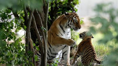 La biodiversità fra paure e speranze