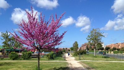 Parco della Madonnetta: c'era una volta uno dei Punti Verde Qualità di Roma