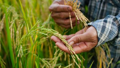 Giornata dell’Agricoltura: per una gestione sostenibile della terra