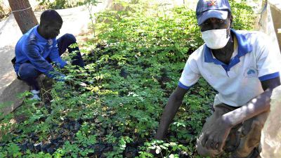 Coltivare l’albero della vita: la Caritas contro la malnutrizione in Camerun