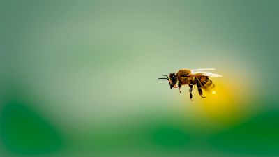 Se le api sparissero dalla faccia della terra...